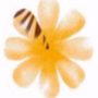 act bees newsletter