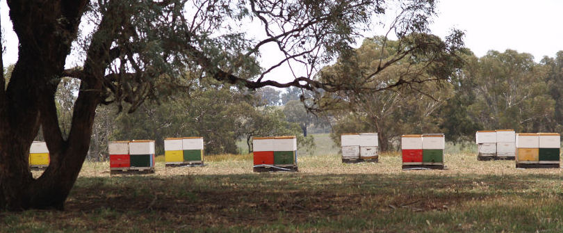 coloured bee hives