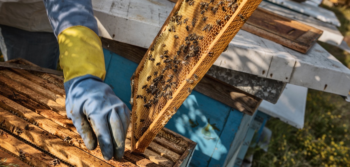 beekeeper hand
