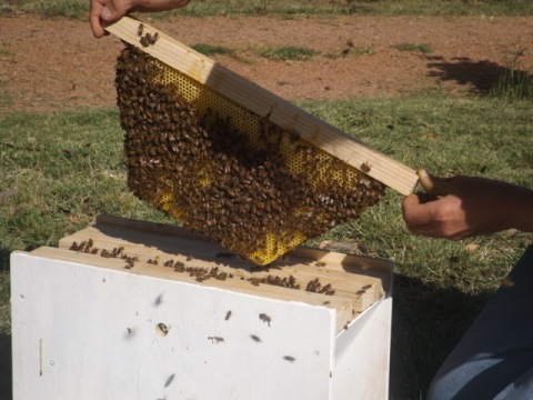 Warre bee frame