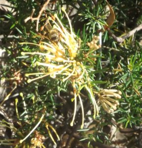 Bee on Grevillea flower at Hawker apiary
