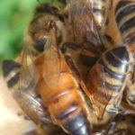 Queen Bees and Colonies